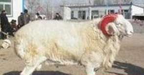 世界上养羊最多的国家——中国1.58亿头，占世界养羊（约7亿头）总数的22.6