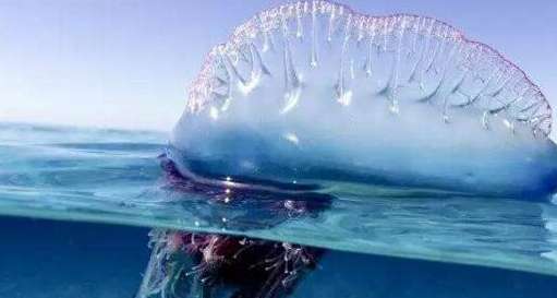 世界上最毒的水母 毒素烈度不亚于世界上任何一种毒蛇