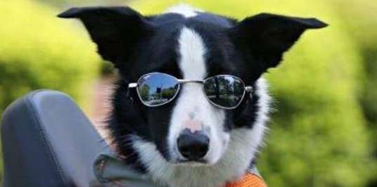 世界上最聪明的狗——边境牧羊犬