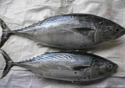 世界上最硬的食物 必须要削成薄片才能入口食用