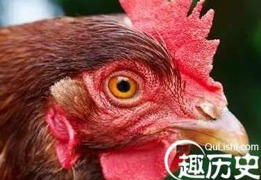 真正的“光学防抖摄像鸡”，再厉害的摄像师也比不上一只鸡！