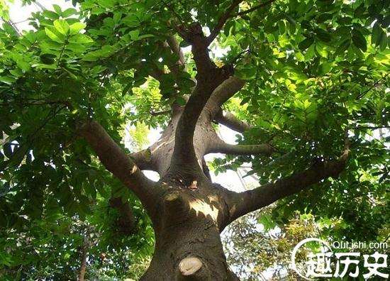 世界上最毒的树—剪刀树，而这种树也因此闻名世界！