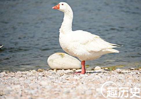 史上最强家禽居然是它？在农村里都是扛把子的存在
