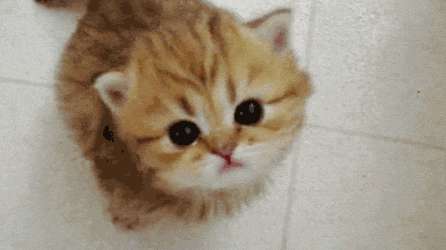 猫为什么会对人“喵喵”叫？竟然是专门针对人发明的语言