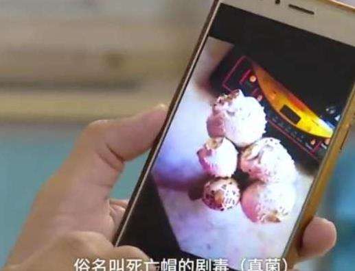 自家楼顶长世界最毒蘑菇是怎么回事？男子用其煲汤喝完进ICU抢救3天