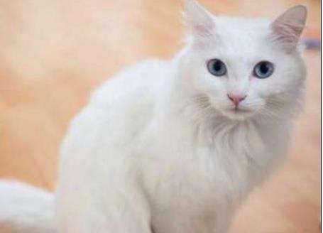 世界上最古老的长毛猫——土耳其安哥拉猫