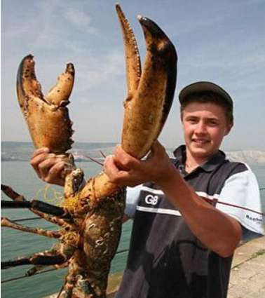 世界上最大的龙虾 它从尾端到钳尖长约1.2米，重19公斤