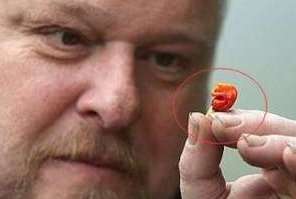 世界上最辣的辣椒比死神辣椒更辣