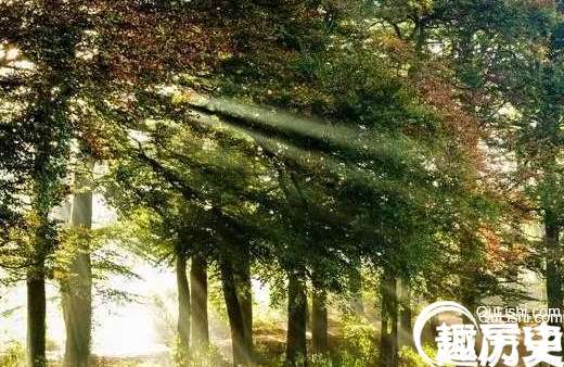 目前地球上的氧气含量正好适合人类，科学家：如果氧气浓度翻倍可能出现“恐龙”