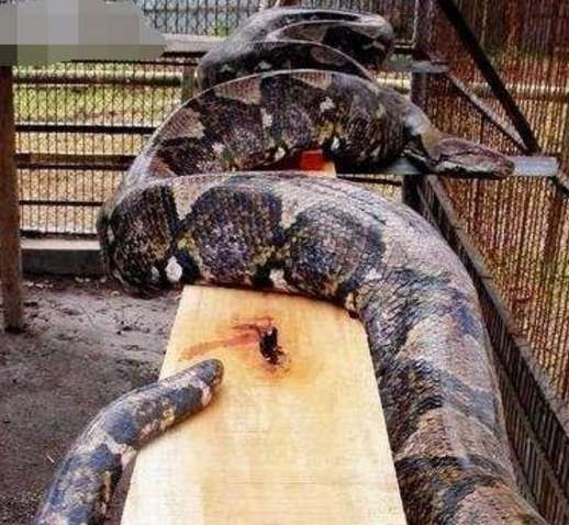 蛇岛图片恐怖图片