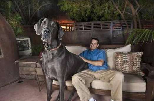 世界上最高的狗排名，大丹犬弗雷迪身高2.3米