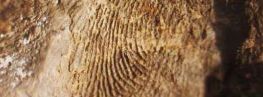 世界上人类最早的指纹——7000年前女人或小孩