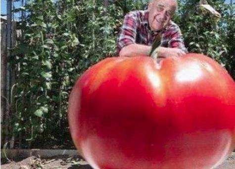 世界上最大的番茄：重达8斤可供十个人食用