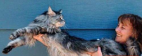 世界上最长的猫 它从从鼻子到尾巴可长达1.23米长