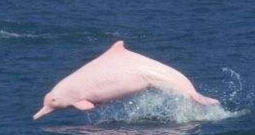 blob.png