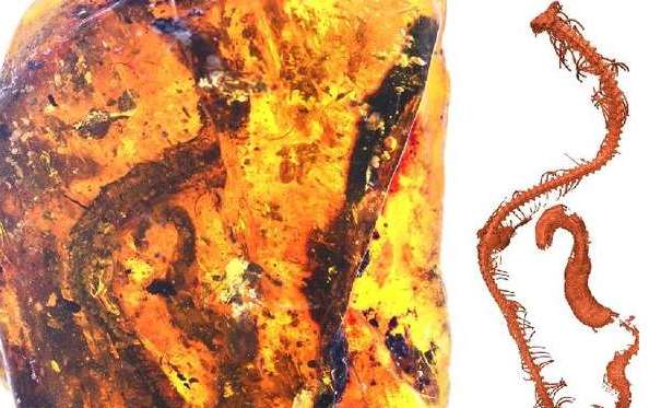 琥珀中发现新的物种蛇，距今9900万年