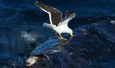 海鸥从不是一个善类，99%的鲸鱼都被海鸥攻击过