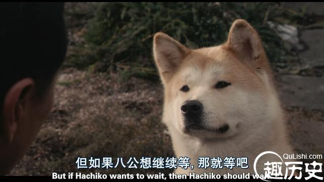 忠犬八公别等了配图图片