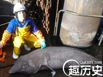 苏格兰海域现怪鲨 近十年无法看到它们踪迹