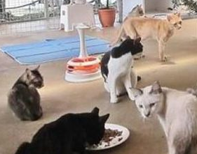 女子花光积蓄养150只猫　瘦成皮包骨