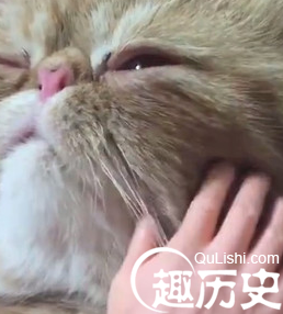 史上最大的巨脸猫？镜头拉远后才真的震惊了