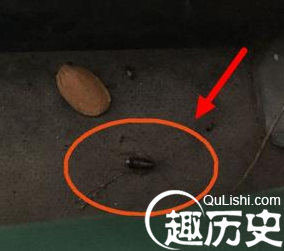 公交车内现蟑螂 爬上衣服上吓坏女乘客