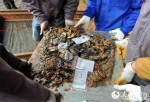 探秘海昏侯墓中出土文物：黄金是西汉正式货币吗