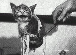 历史上最著名的25张摄影作品：“被打捞的小猫”