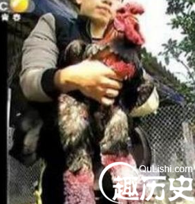 鸡也有春天   粗腿鸡身价一万五一只