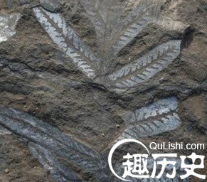 上亿年化石烧成砖 极具科研价值却已变砖