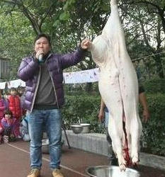 小学组织现场杀猪 此时学生心理是崩溃的