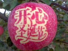 最贵"平安果"网售176元 大爷 年轻人真会花钱