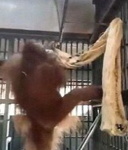 泰国动物园猩猩自制吊床 网友惊呼"逆天"