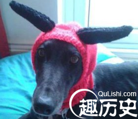 担心狗狗冬天会冷 她给狗狗织了300件毛衣