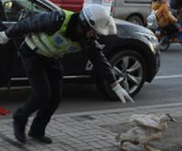 违章豪车飞出活鸭 交警街头上演捉鸭大战