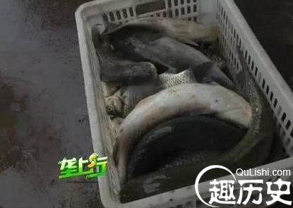 鱼