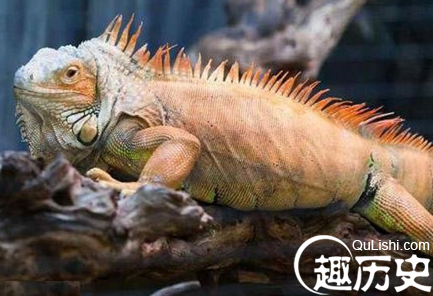 鬣蜥