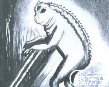 爱兰蜥蜴