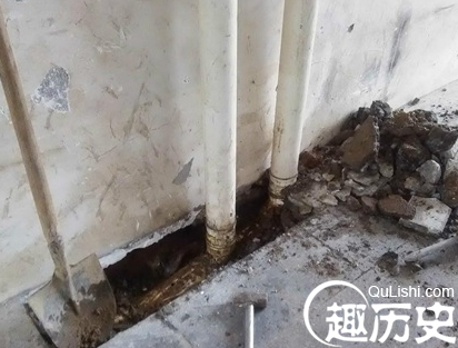 下水道娃娃鱼