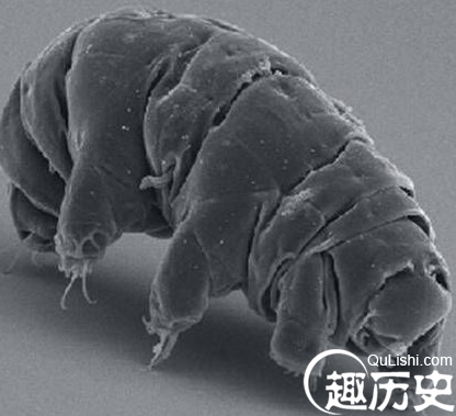 水熊虫