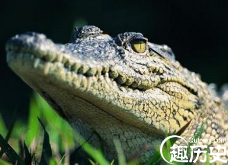 暹罗鳄