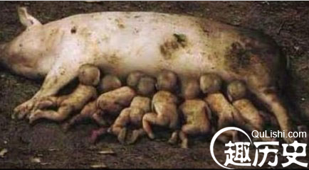 母猪生下8小孩