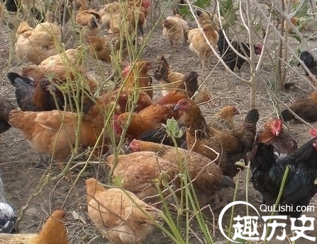 鸡死亡