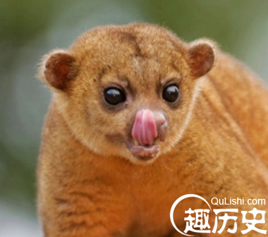 蜜熊