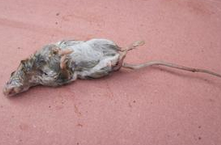 一家七口先后同一方式离奇死亡 惊天秘密曝光