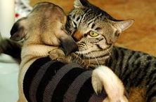 欧美网友争相晒自家巨猫 猫咪最大身长有1米