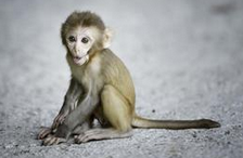 猴子换头手术成功 高科技医学的一次重大突破 