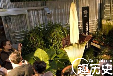 尸香魔芋花