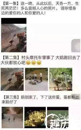 网红鹅已被宰杀