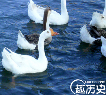 网红鹅已被宰杀
